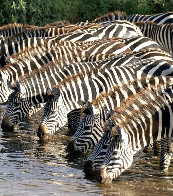 Mikumi-National-Park- jambo bwana safari