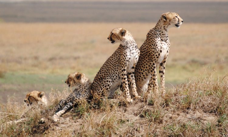 7 Proven Tips to Save Big on Your Serengeti Safari Adventure